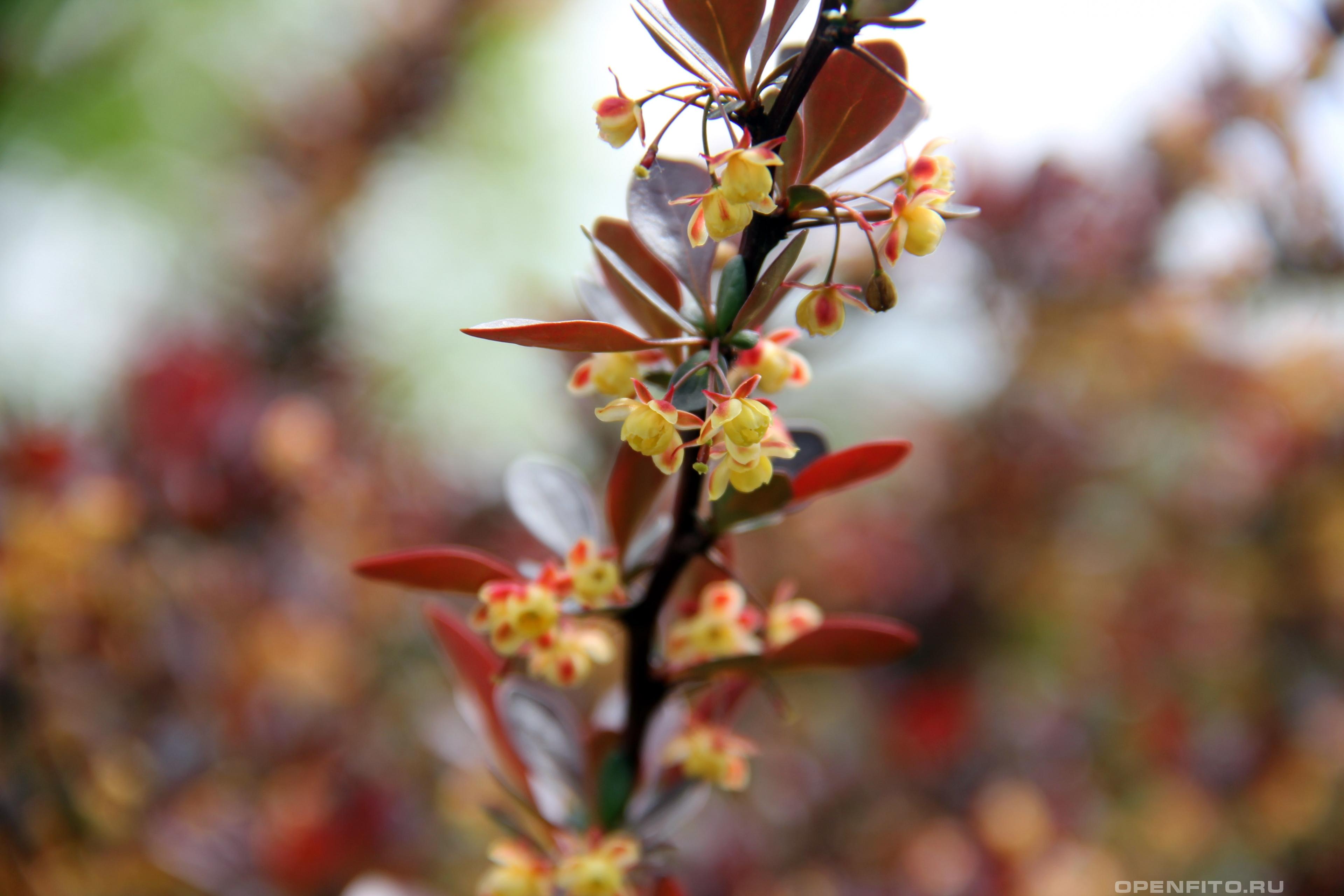 Барбарис Дарвина