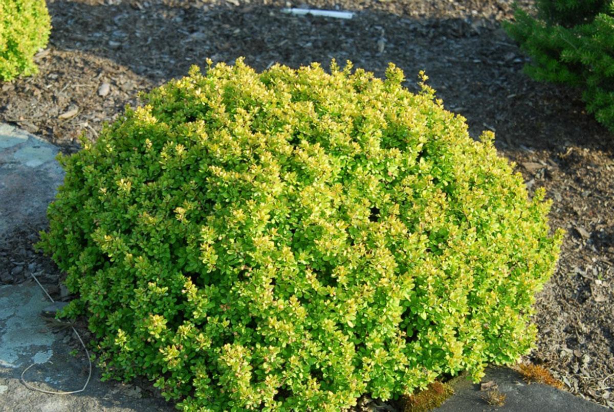 Барбарис многоцветковый Барбарис многоцветковый