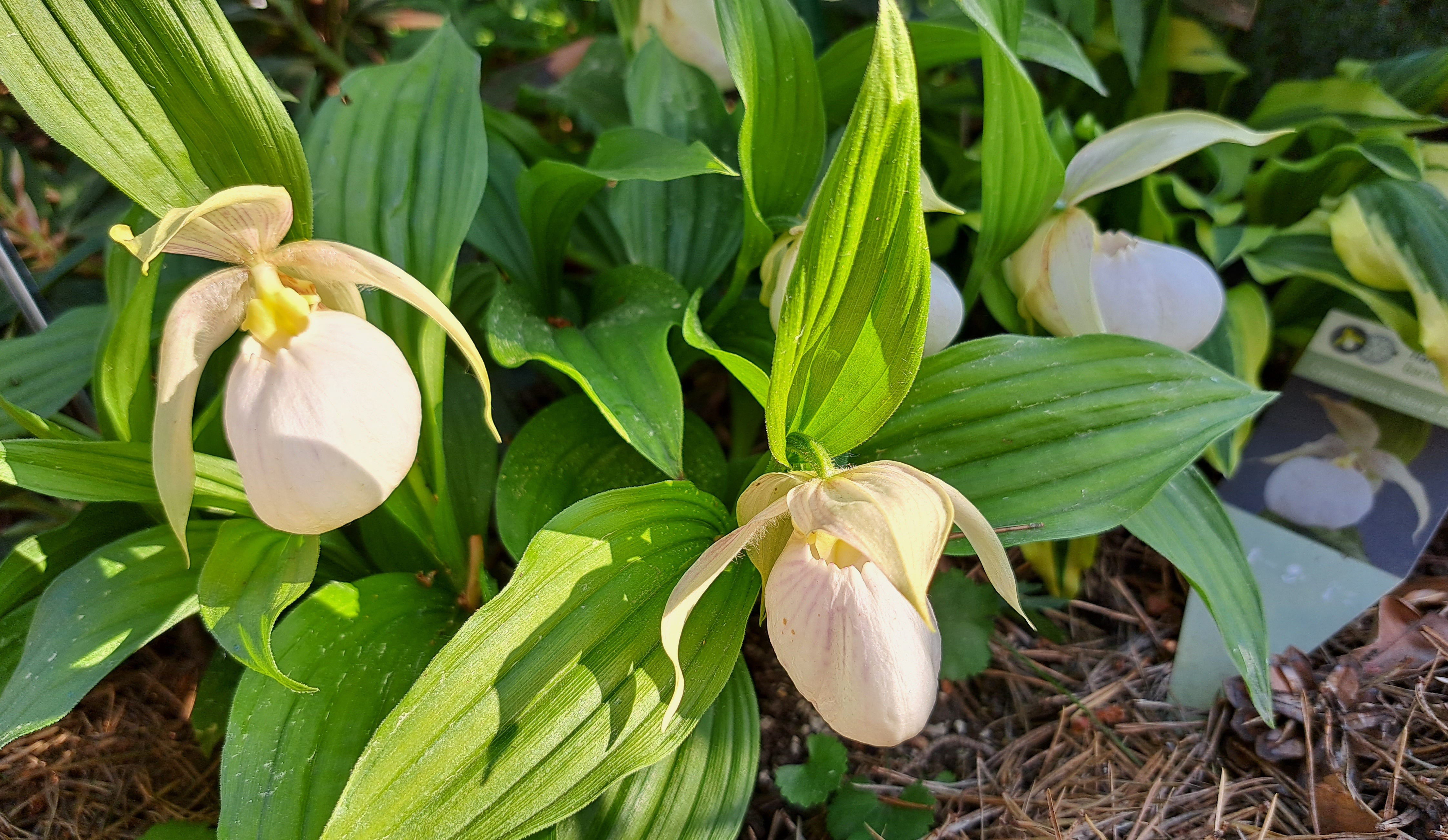 Башмачок королевы