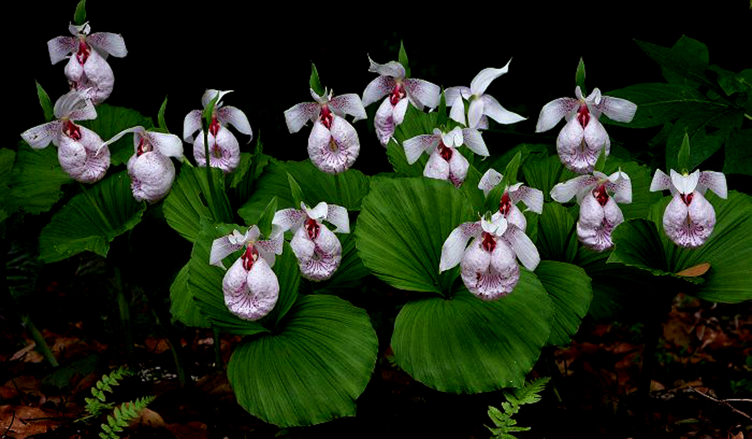 Башмачок японский