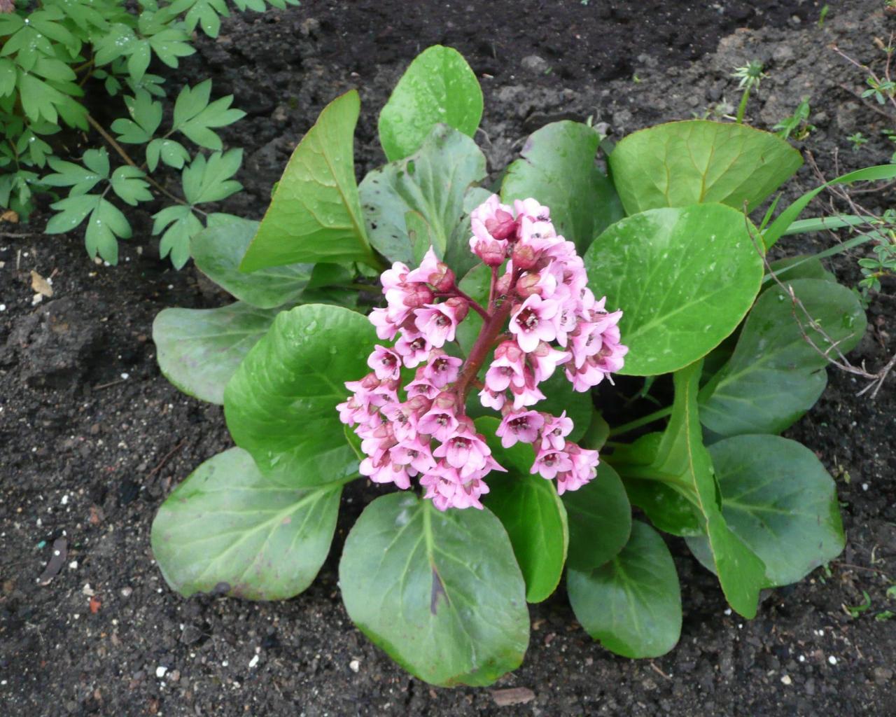 Бадан толстолистный