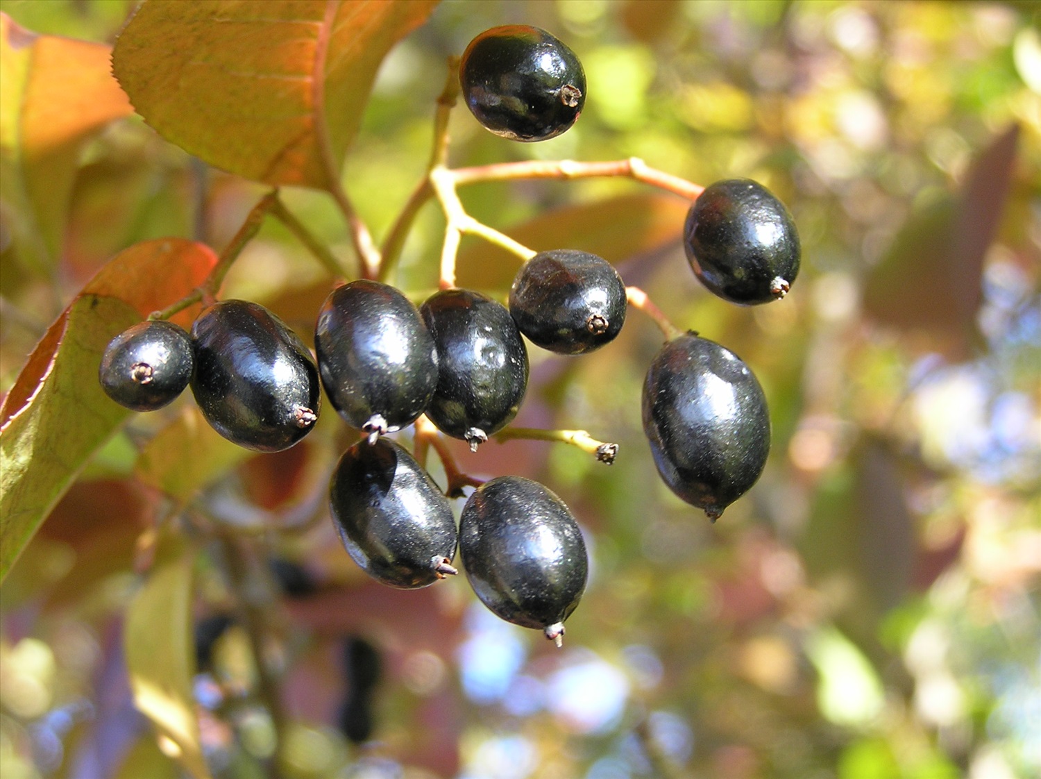 Калина сливолистная