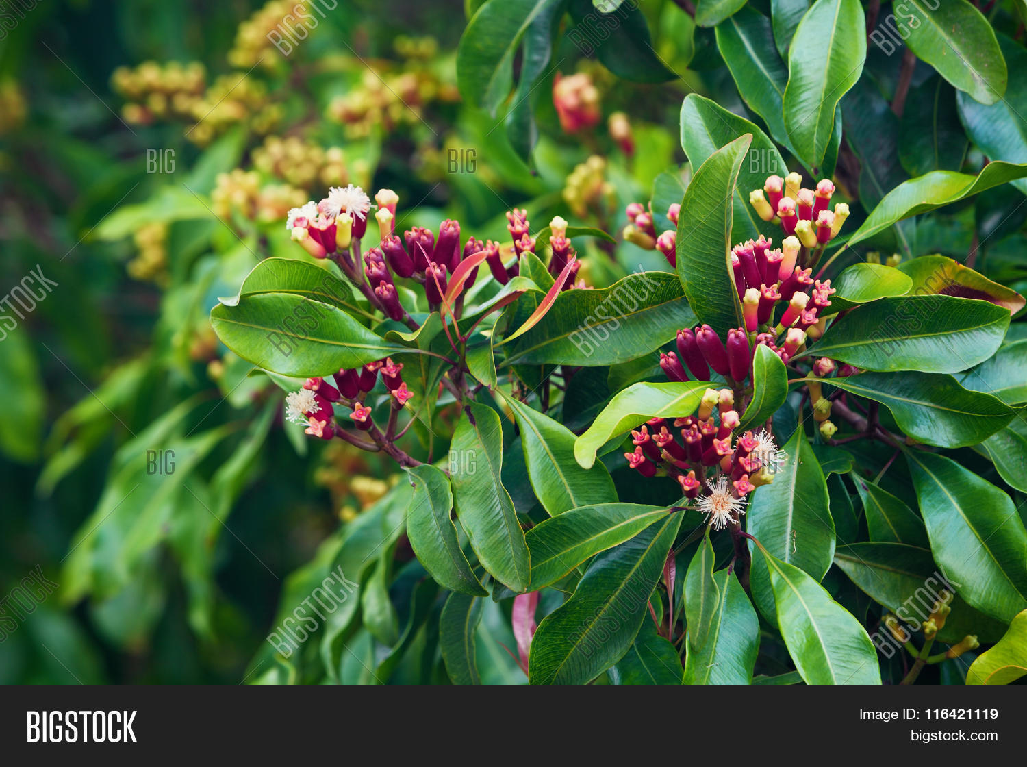 Гвоздичник Гвоздичник