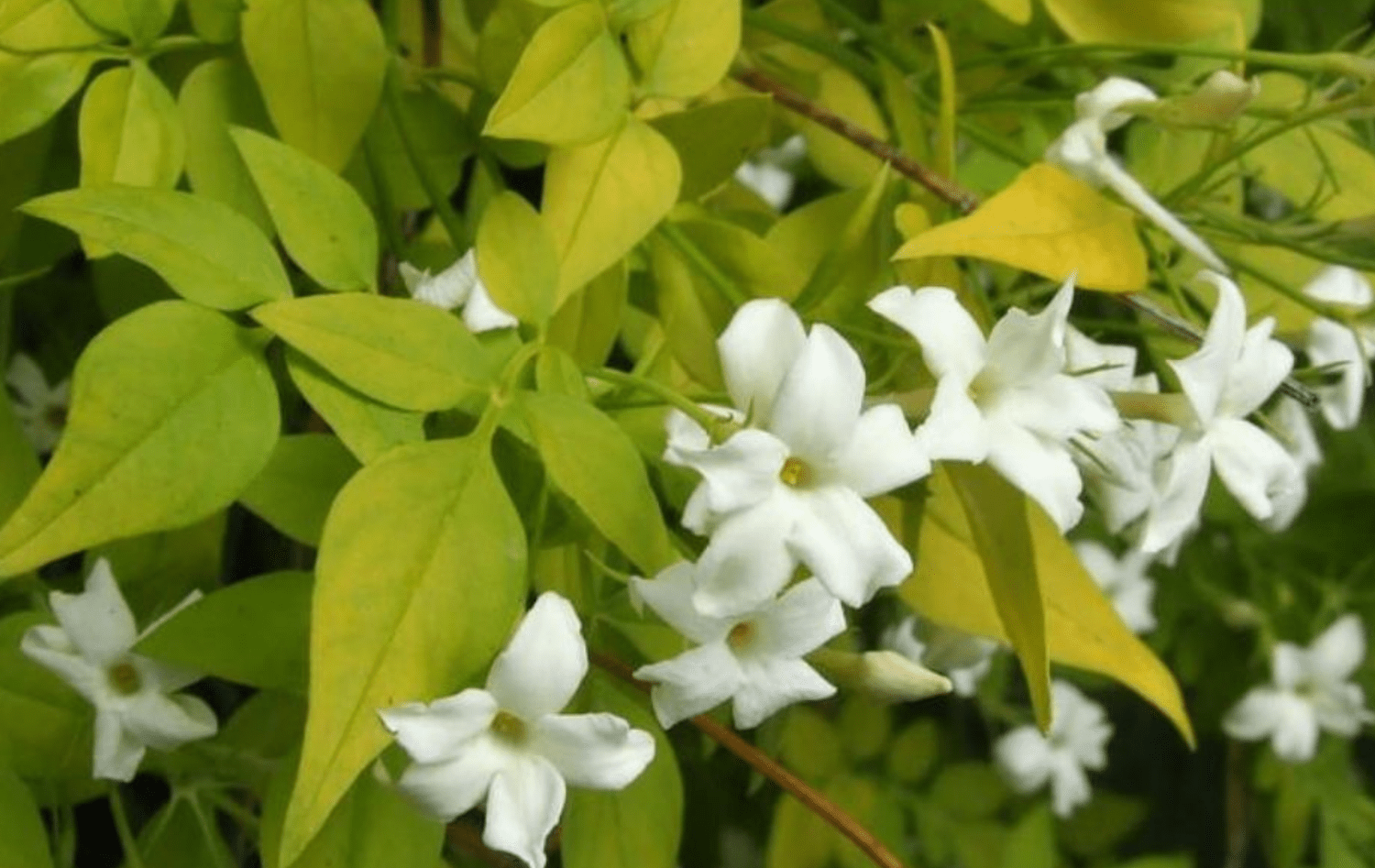 Жасмин отвороченный