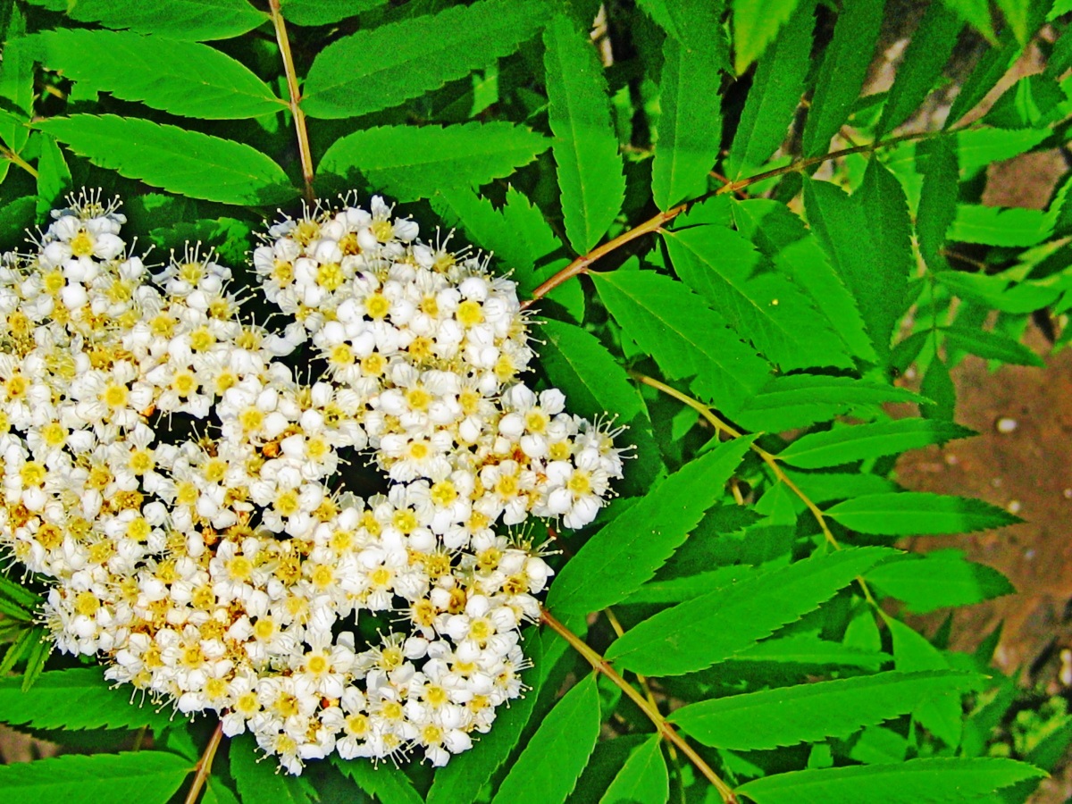 Рябина обыкновенная