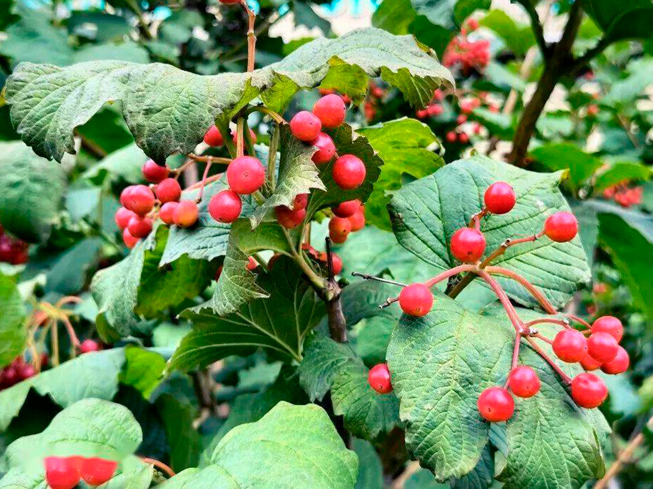 Калина полезная Калина полезная