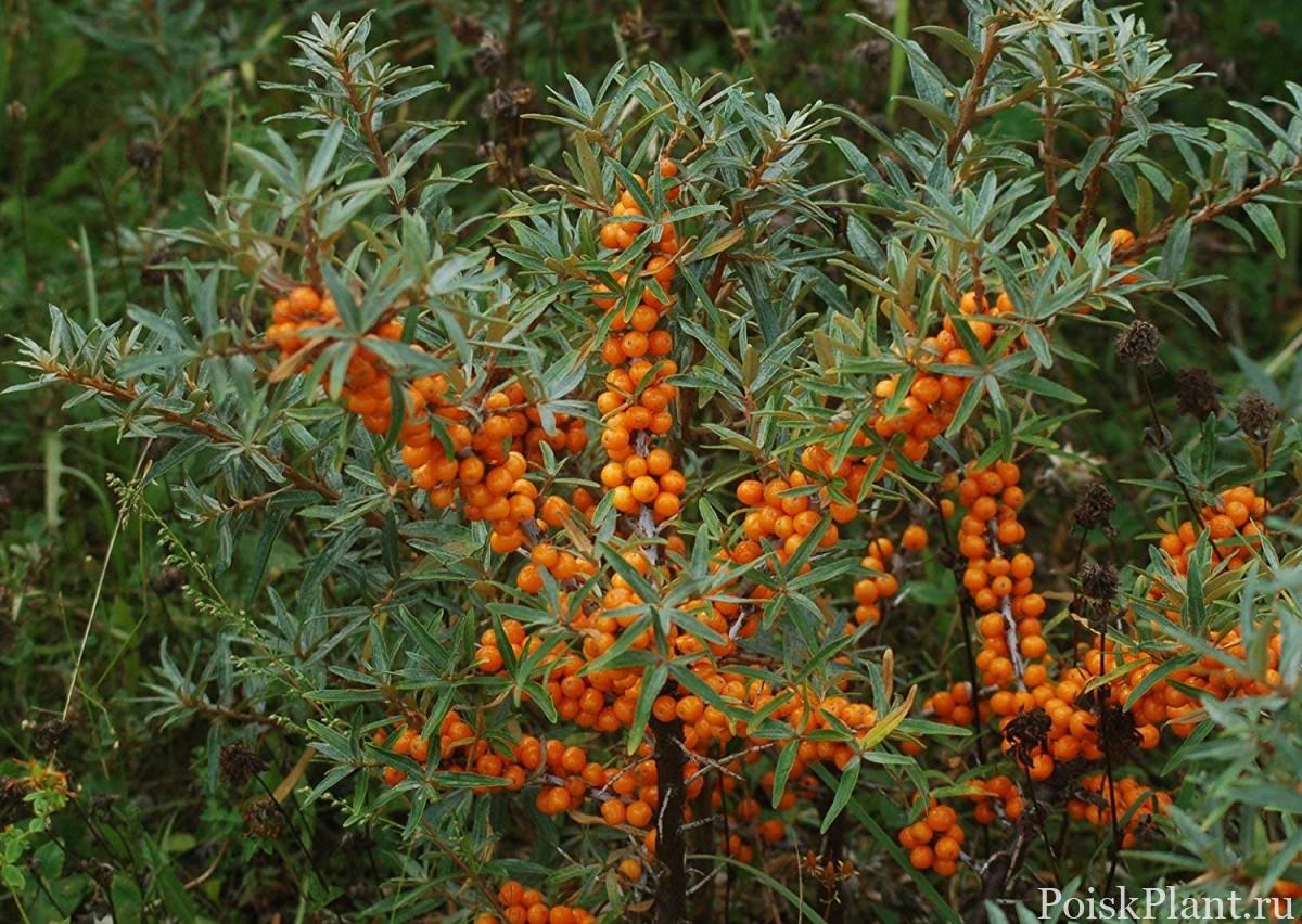 Облепиха Облепиха