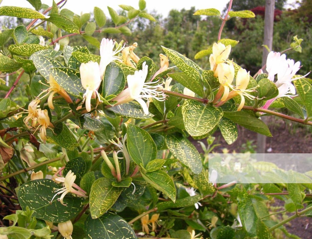 Жимолость золотистая