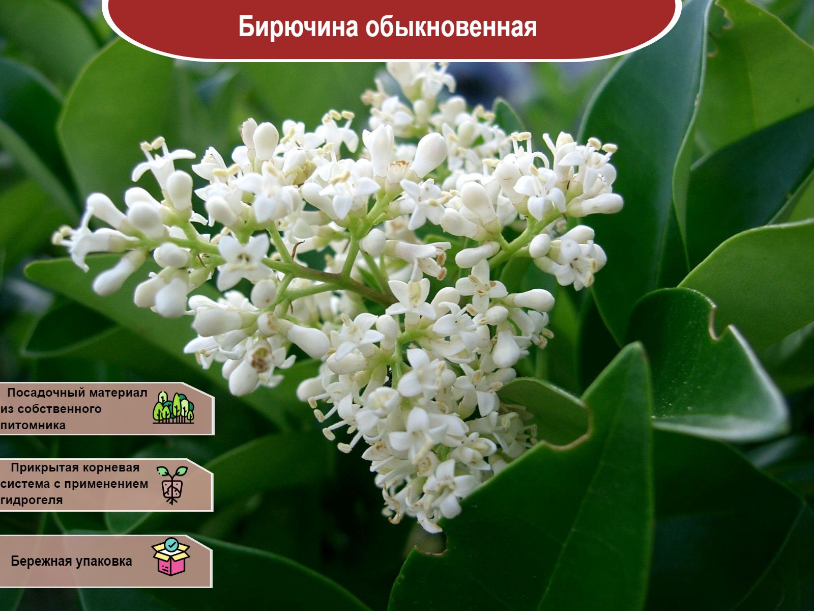 Бирючина золотистая