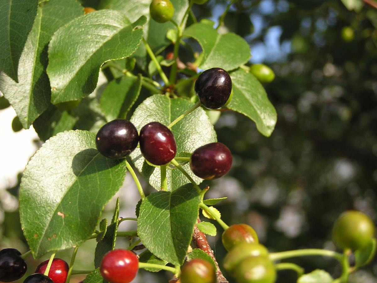 Черемуха антипка