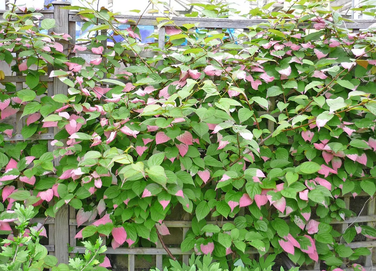 Актинидия рубра