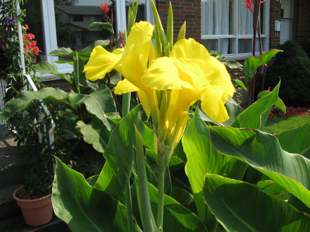 Канна