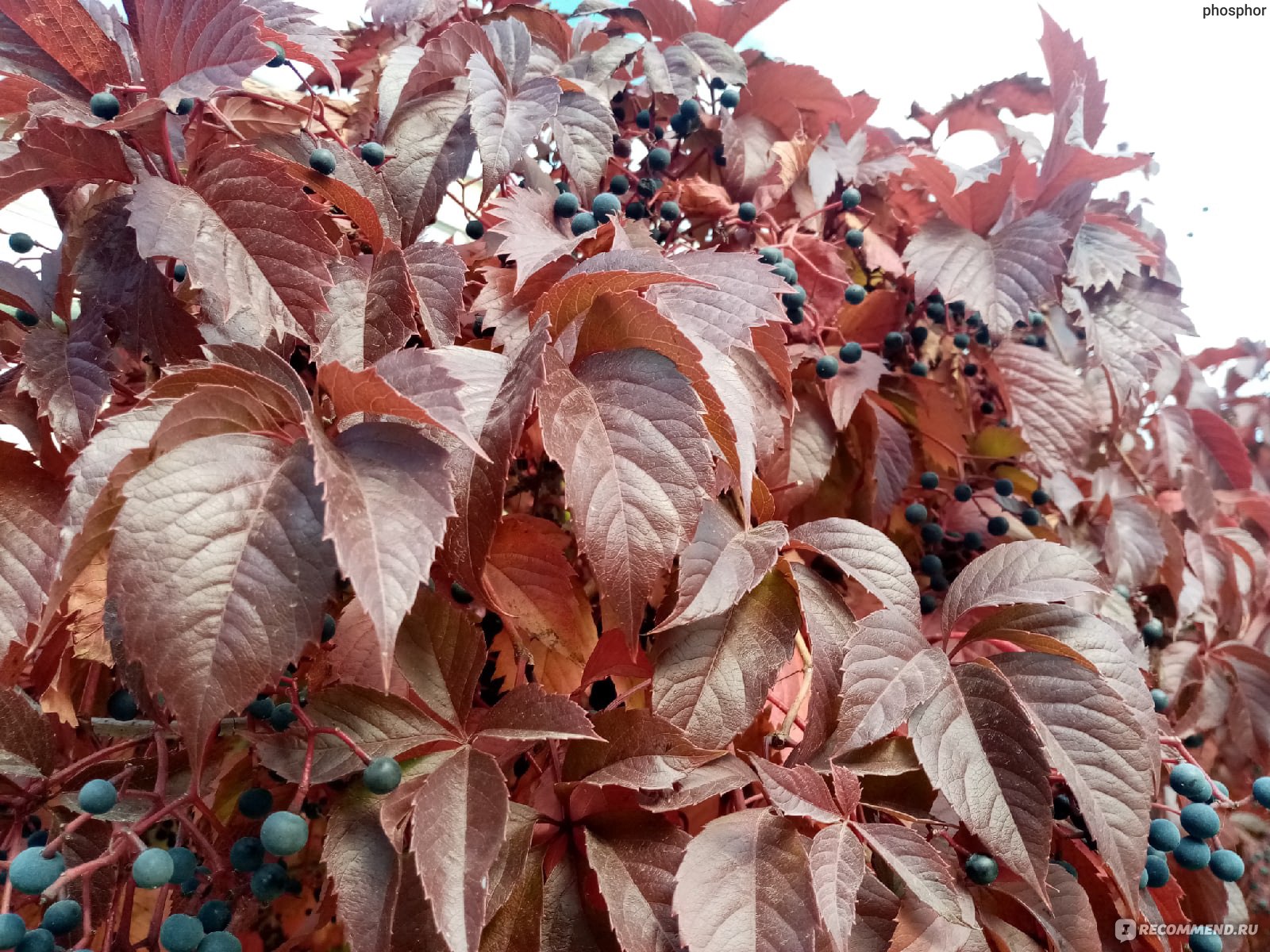 Девичий виноград Звездопад Девичий виноград Звездопад