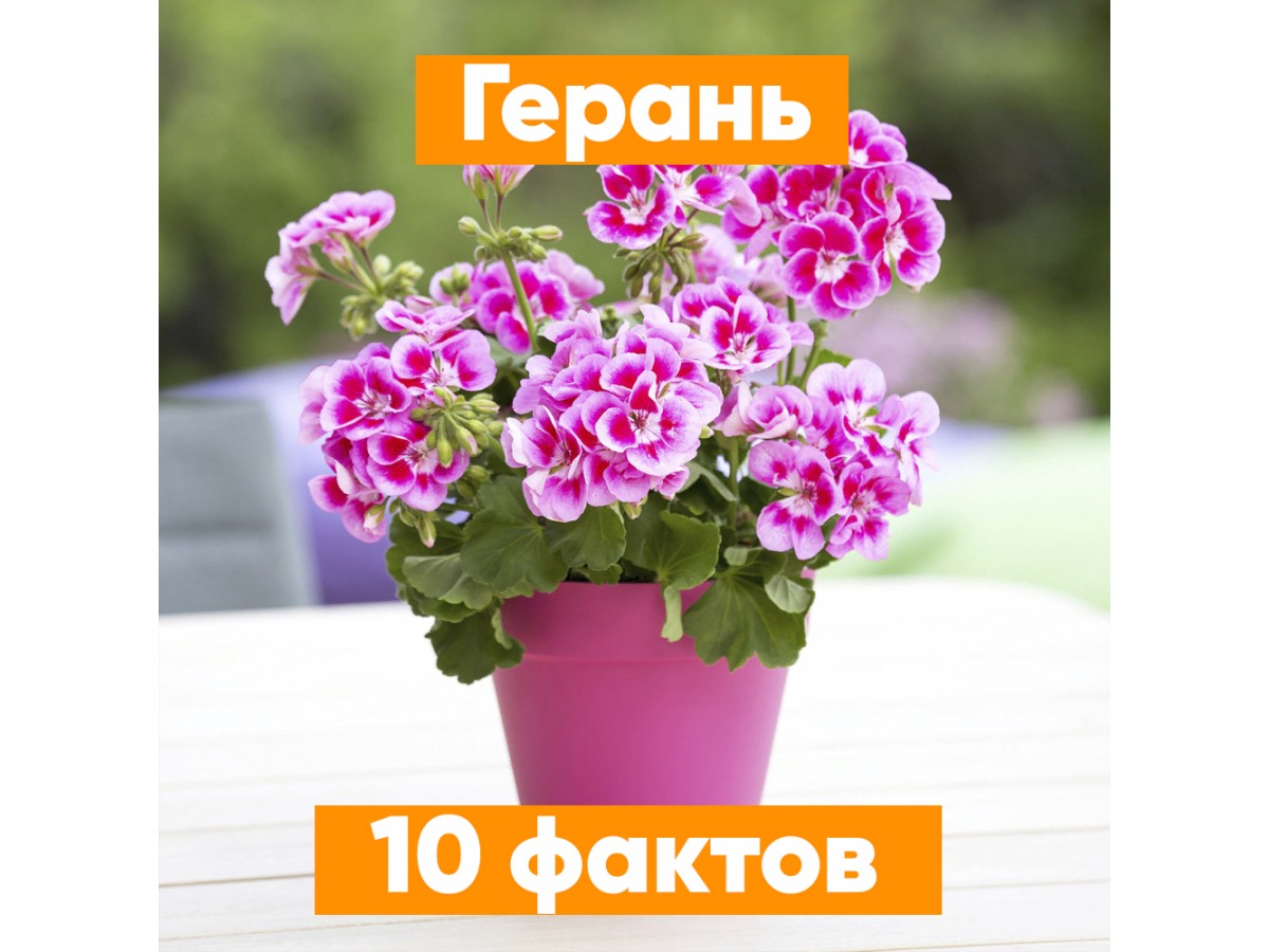Пеларгония