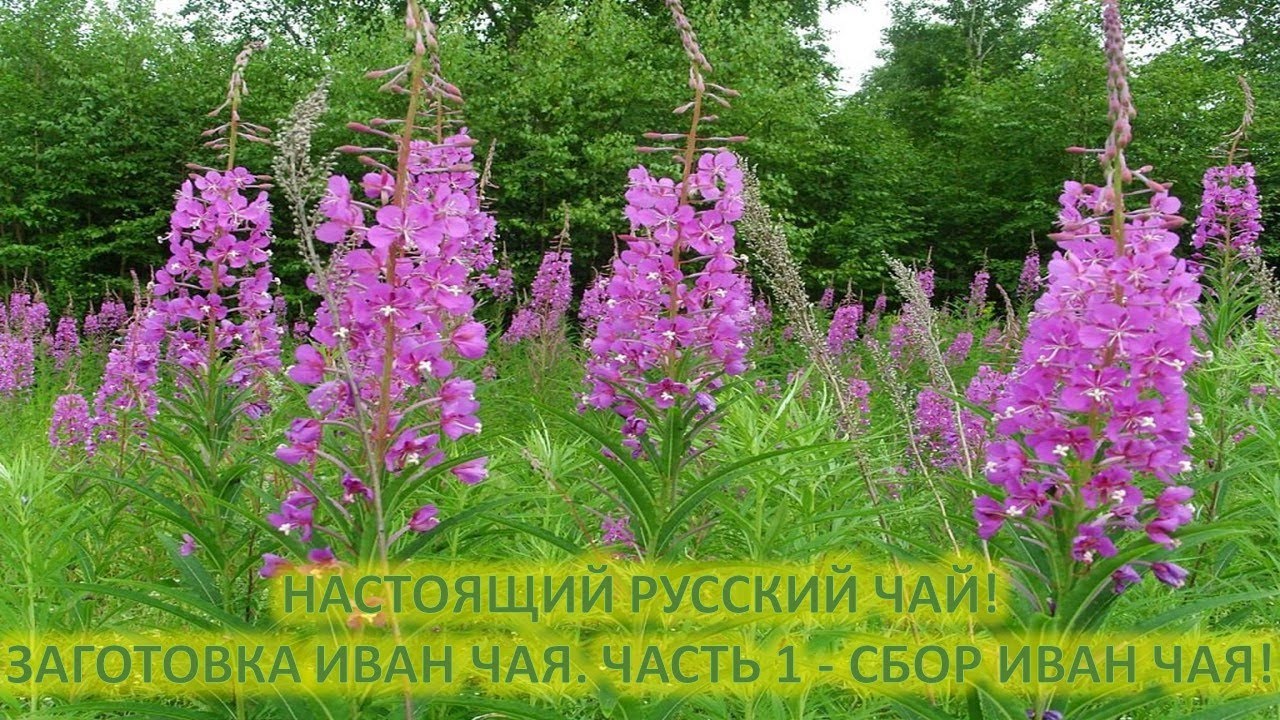 Кипрей
