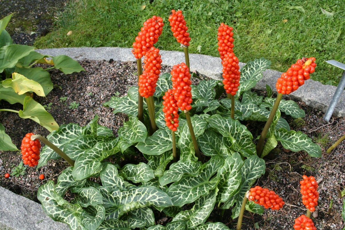 Безвкусница Безвкусница