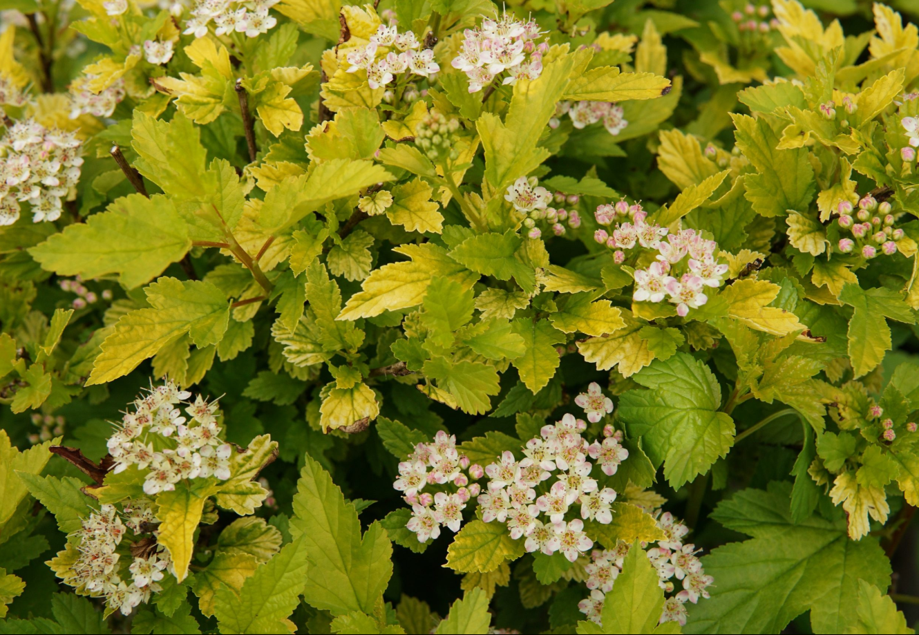 Пузыреплодник сизый