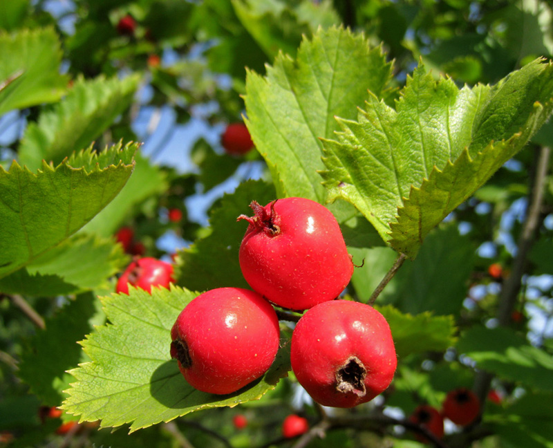 Боярышник мягковатый