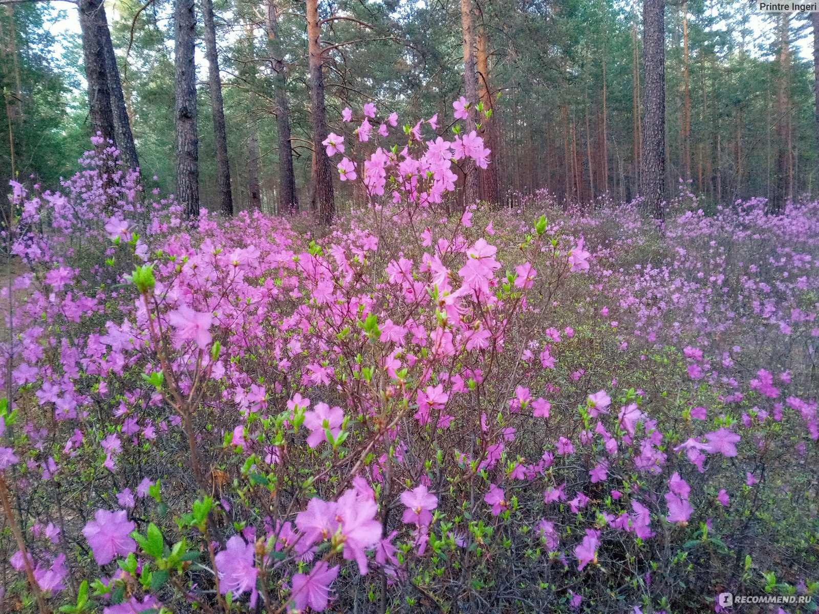 Рододендрон даурский Рододендрон даурский