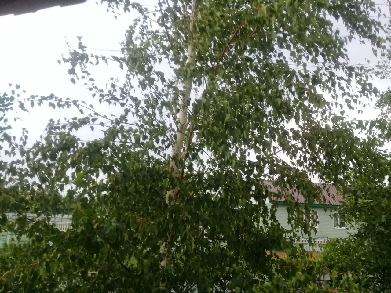 Береза вишневая