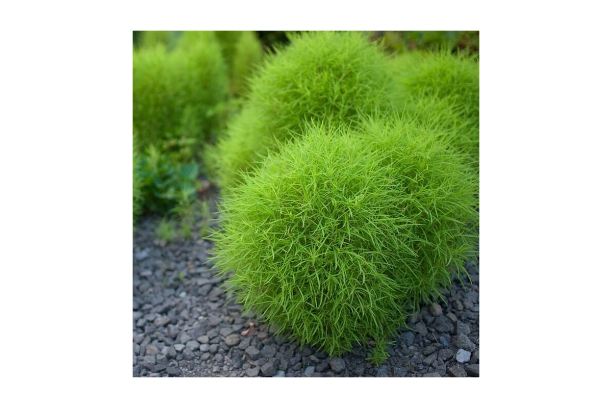 Бассия веничная Бассия веничная