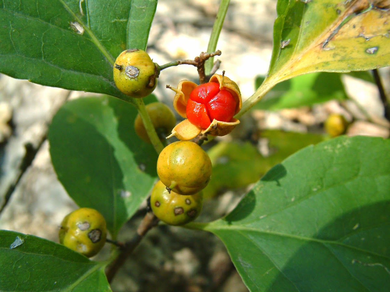 Древогубец Генри