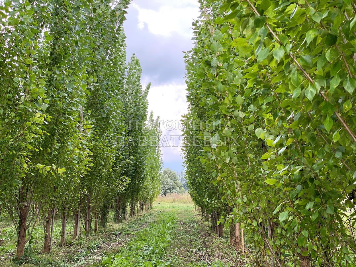 Тополь пирамидальный