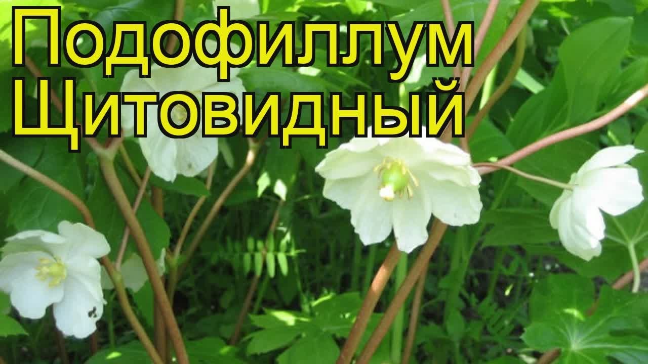 Подофилл
