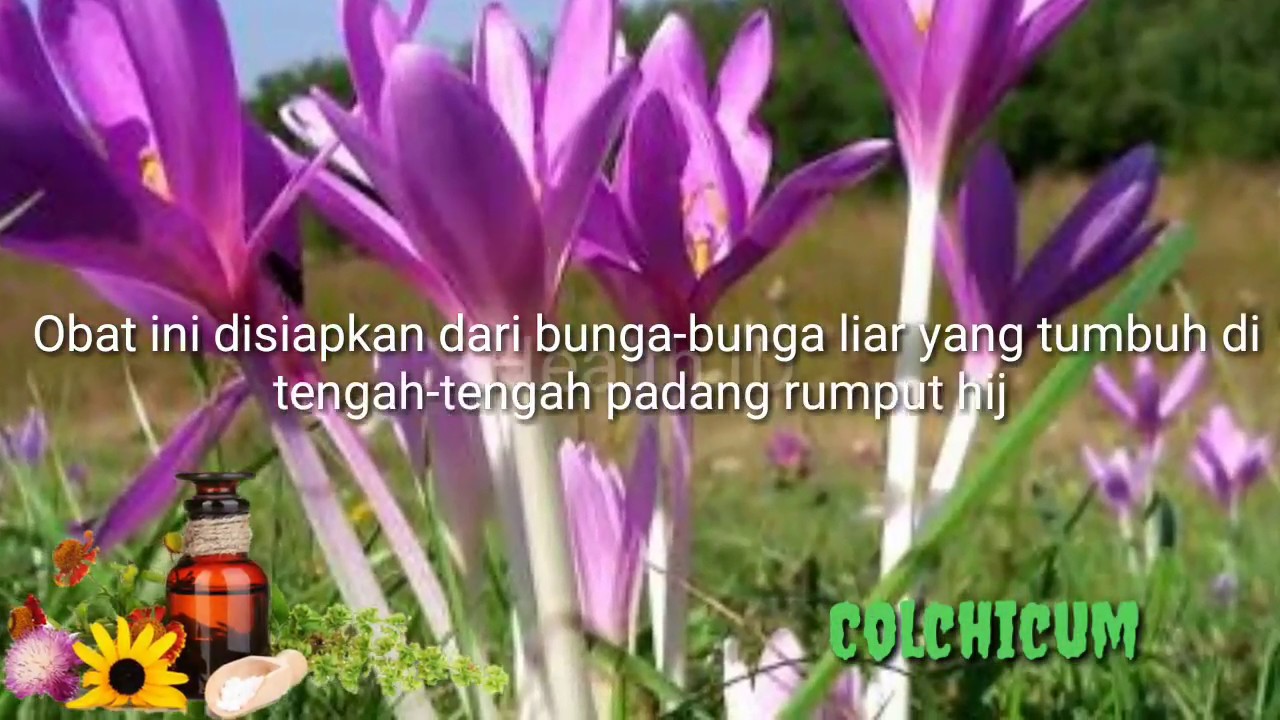 Безвременник великолепный Безвременник великолепный