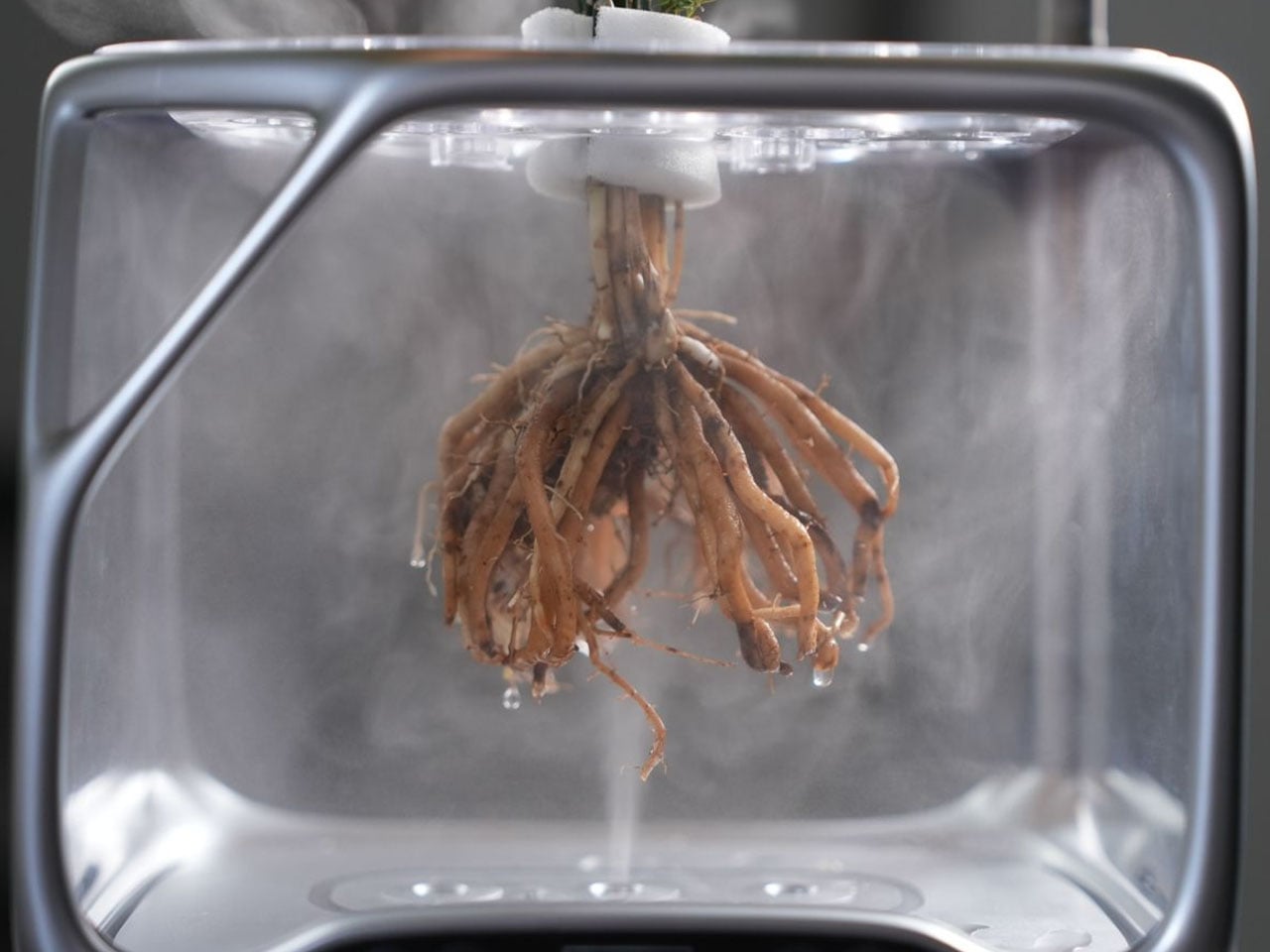 Багрянник китайский