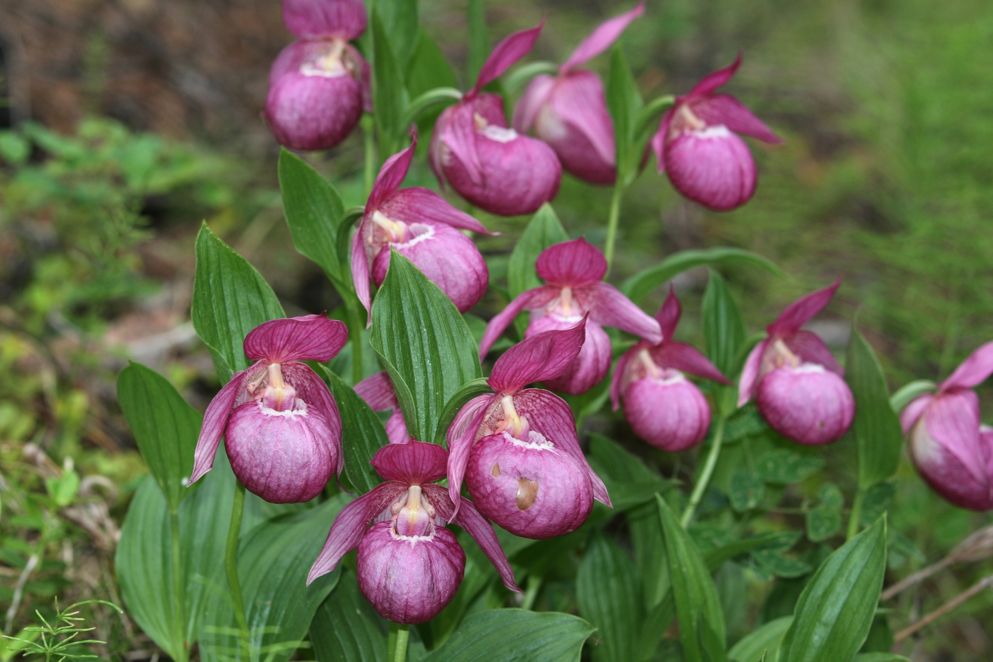 Башмачок бараноголовый Башмачок бараноголовый