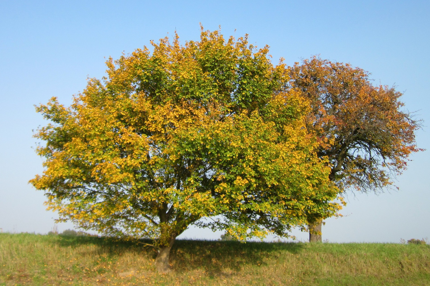 Клён полевой Клён полевой