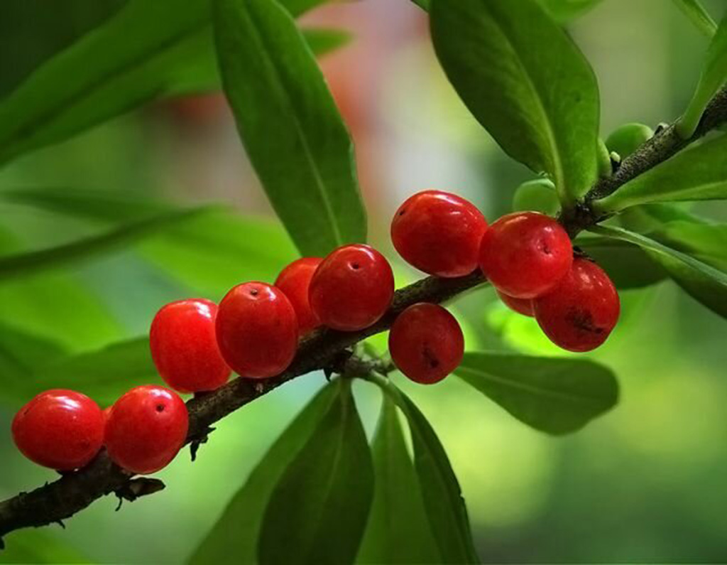 Волчье лыко