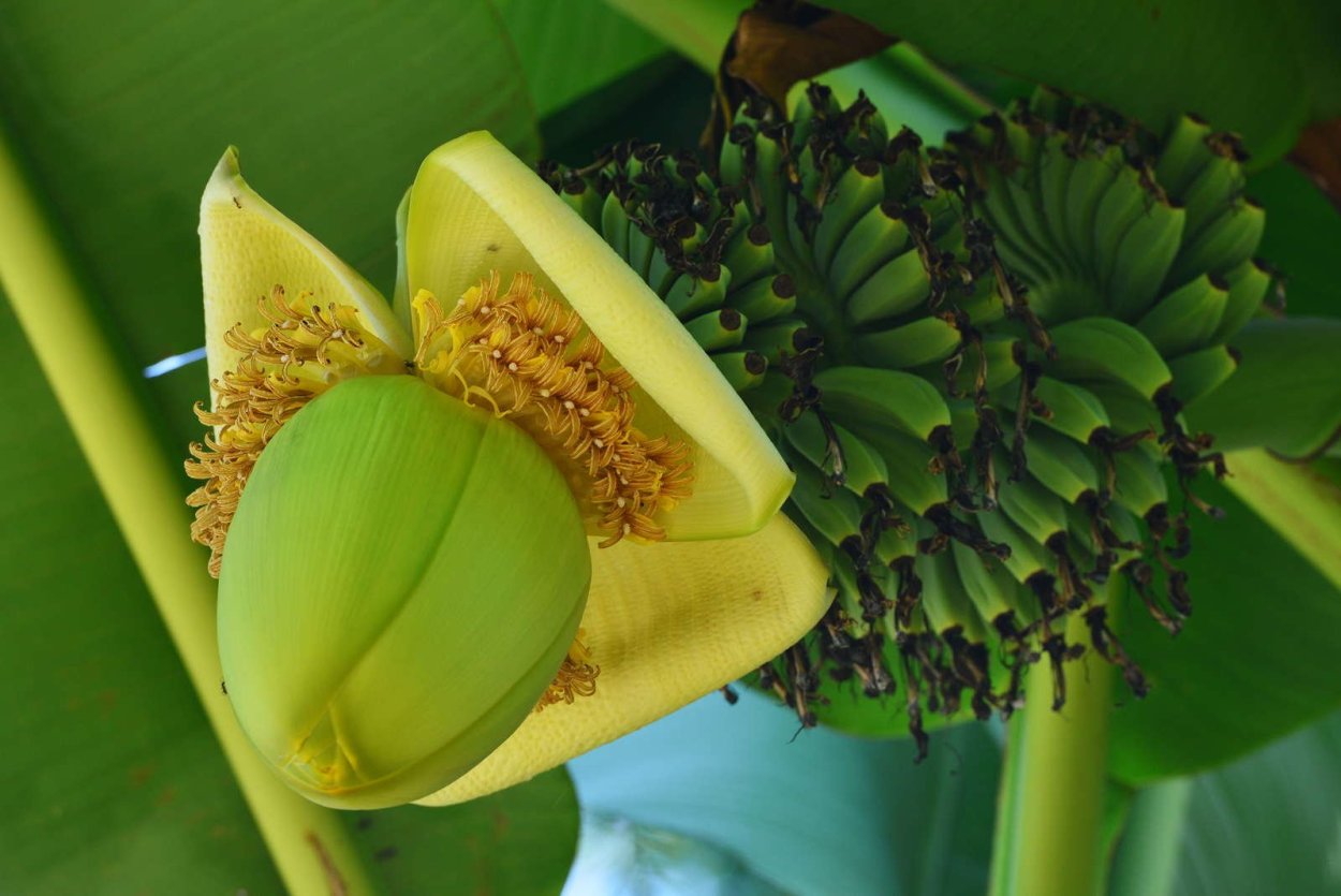 Банан японский Банан японский