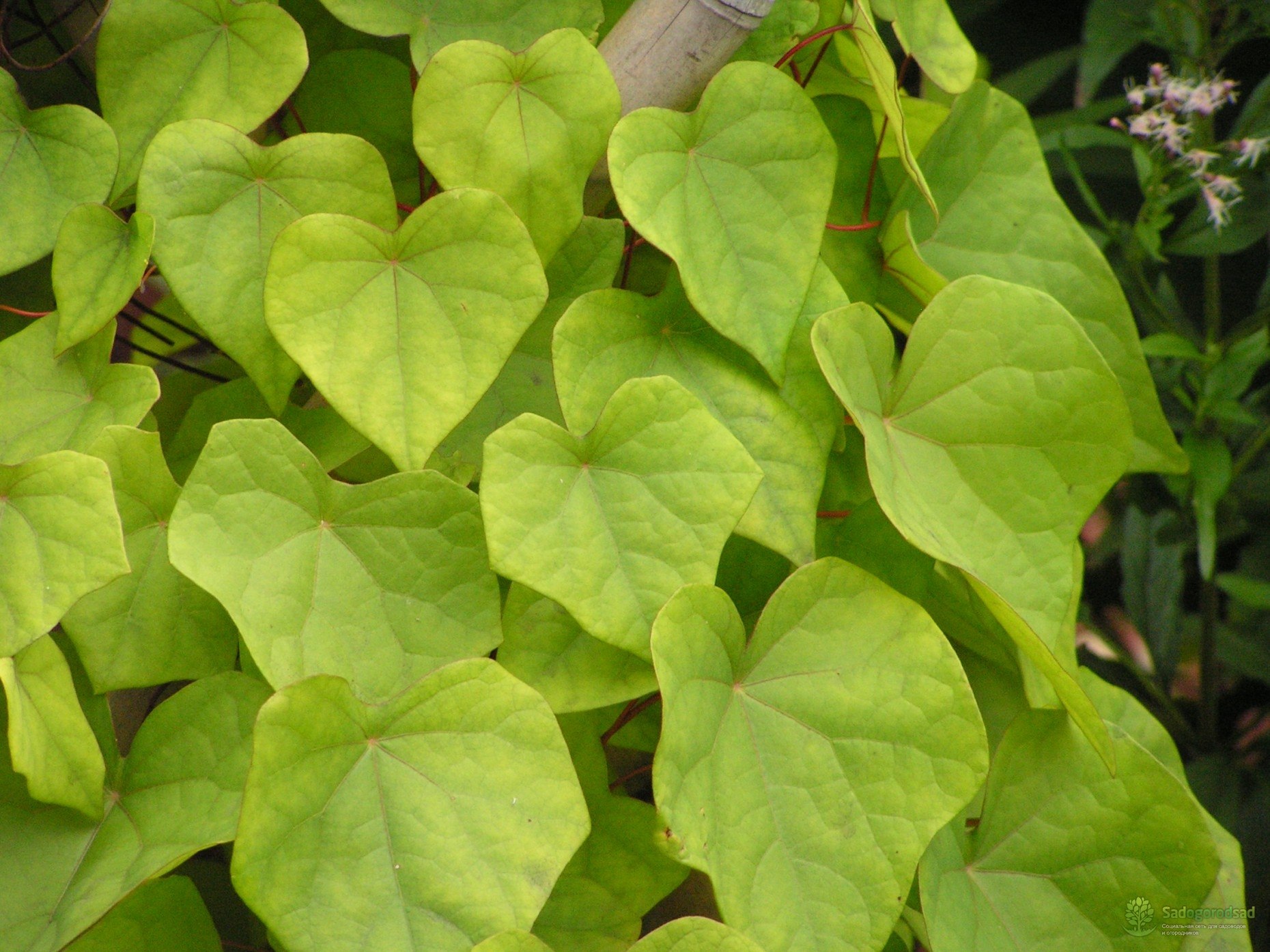 Луносемянник гибридный