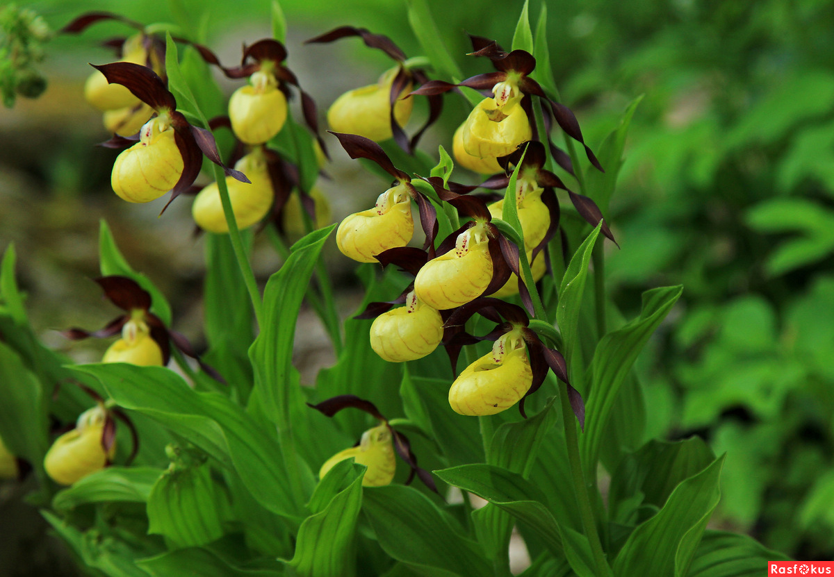 Башмачок жёлтый