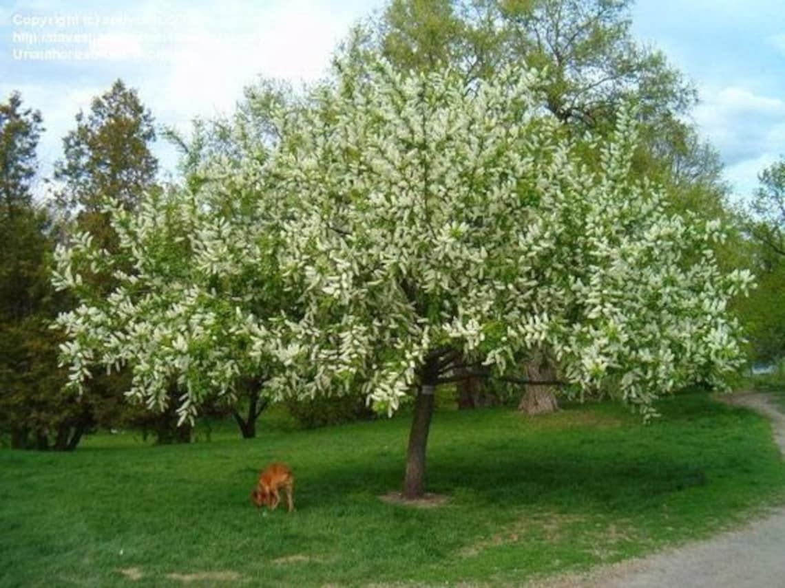 Крупноплодная черемуха
