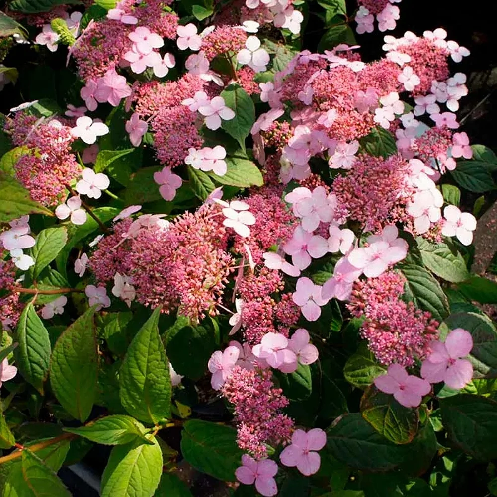 Гортензия пильчатая