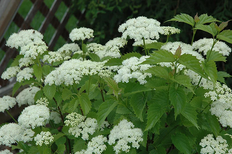 Калина зубчатая Калина зубчатая