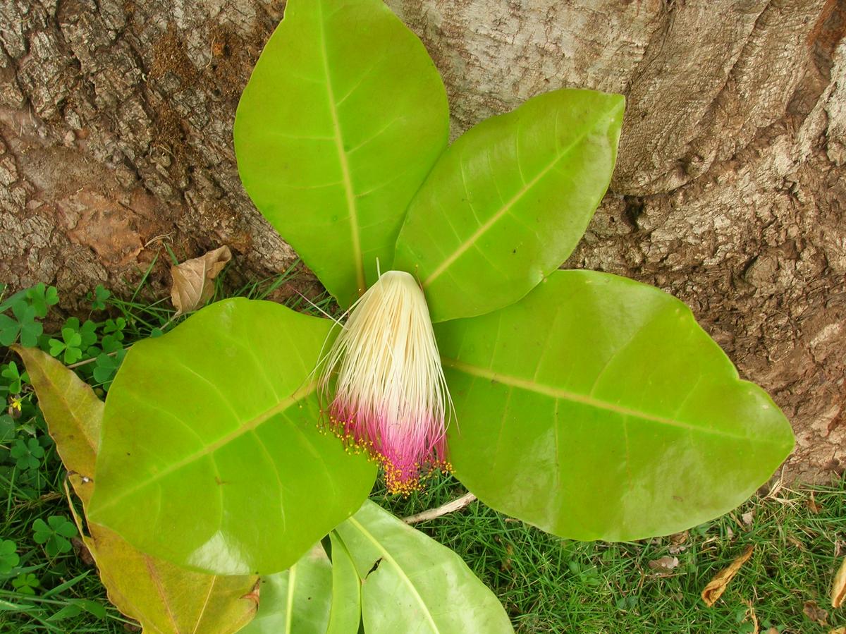 Баррингтония азиатская Баррингтония азиатская