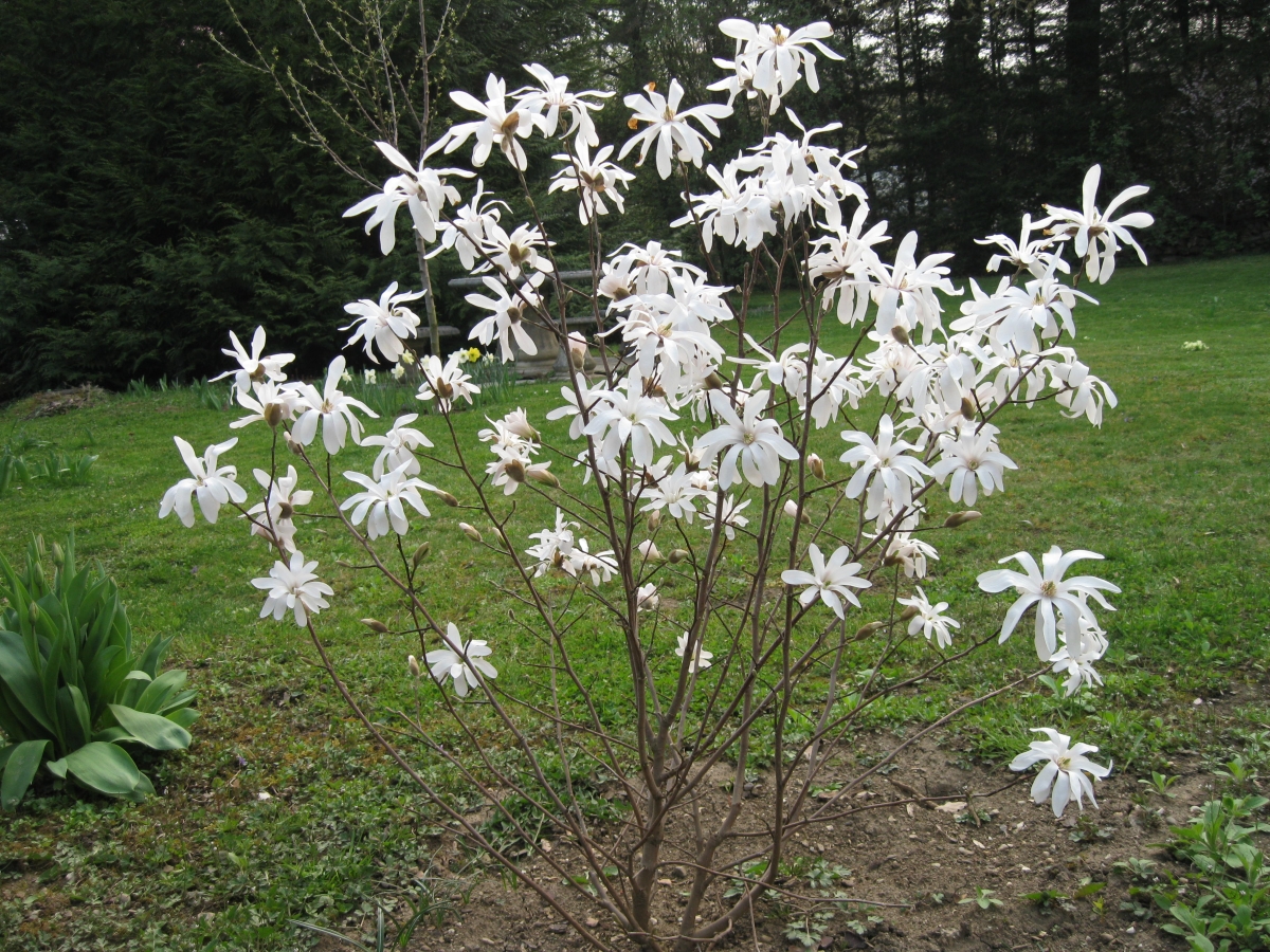 Магнолия звездчатая