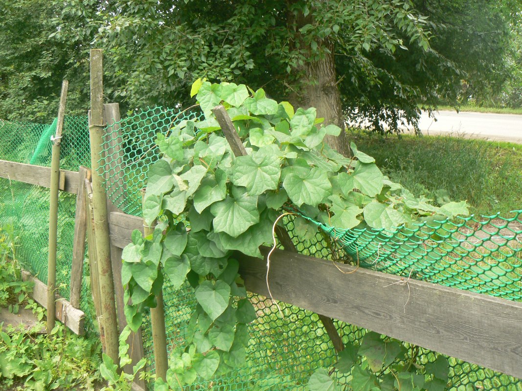 Луносемянник золотистый