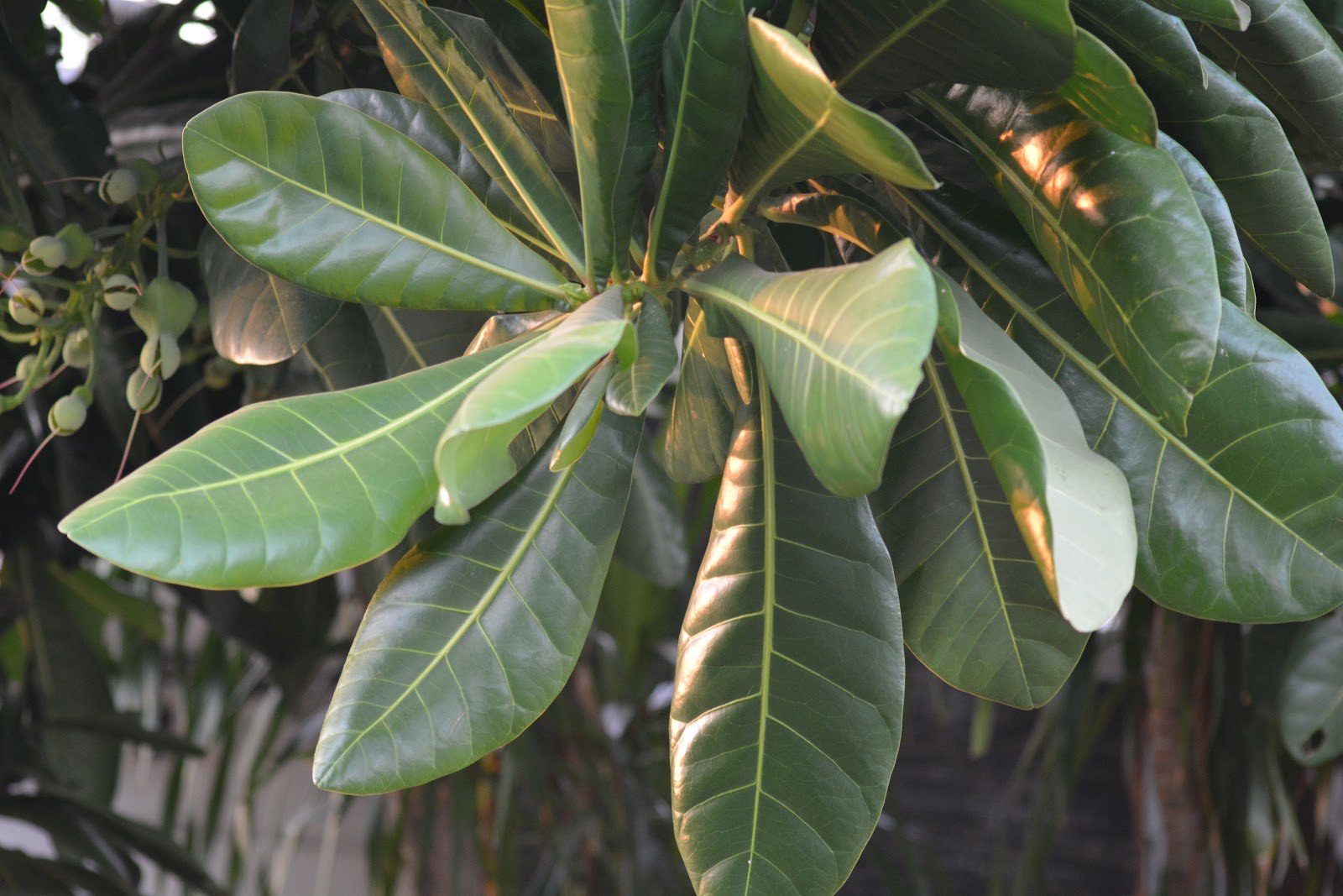 Баррингтония азиатская Баррингтония азиатская