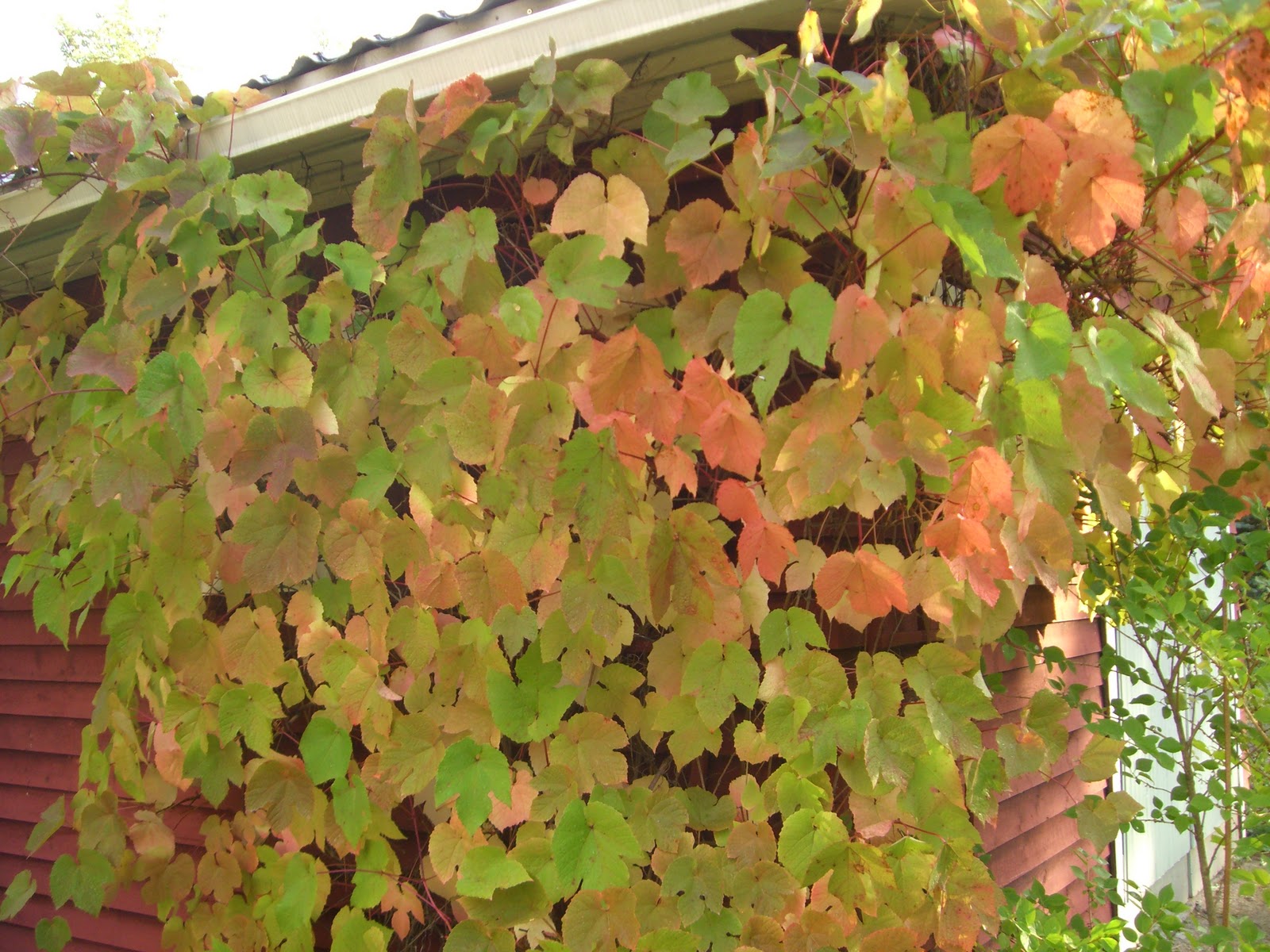 Виноград амурский