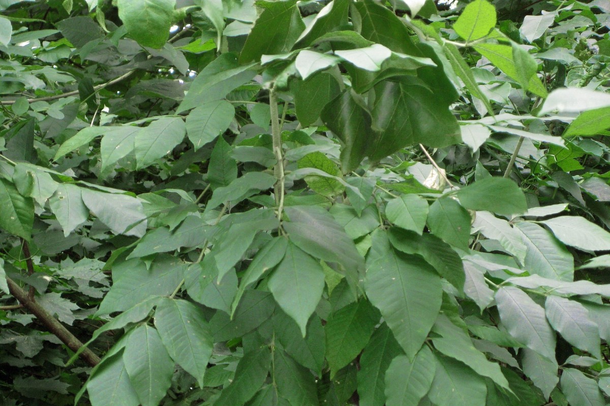 Ясень американский