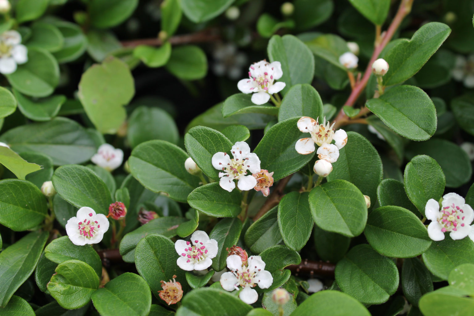 Кизильник пузырчатый