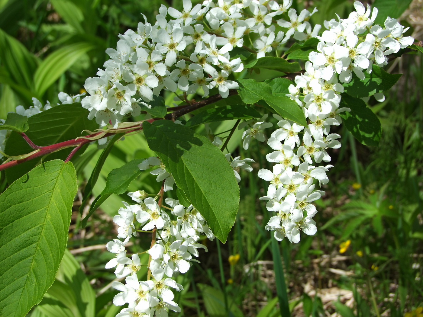 Черемуха сьори