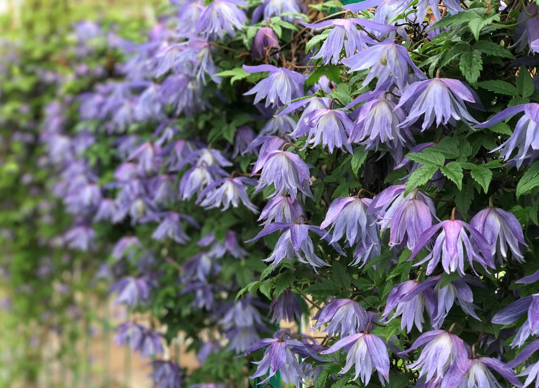 Княжик Арманда Княжик Арманда