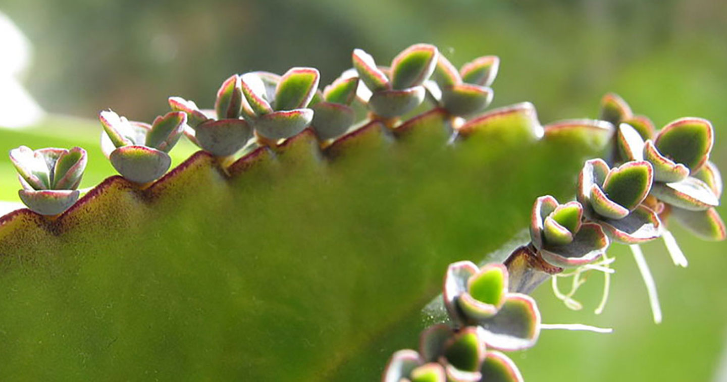 Баланофоровые