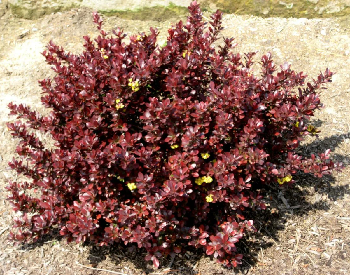 Барбарис Валлиха